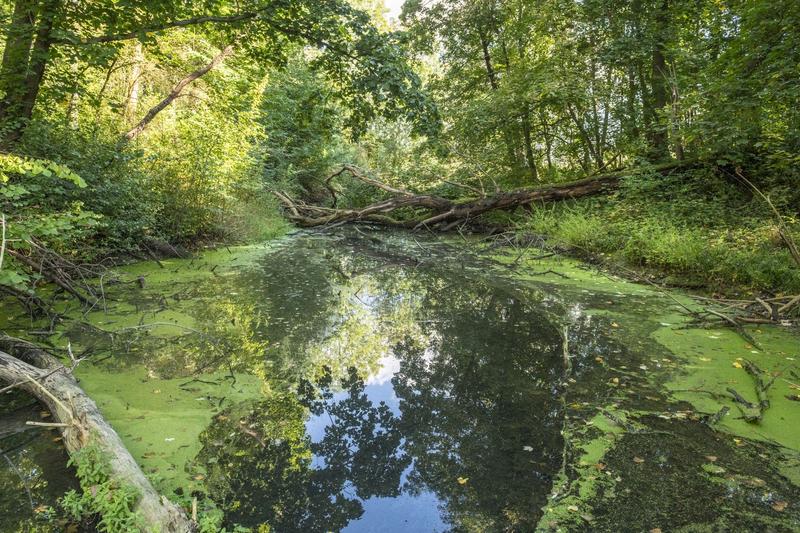 Der Leipziger Auwald