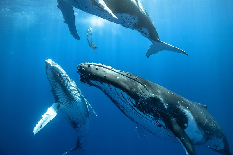 Ein Freitaucher taucht zwischen 3 jungen Buckelwalen von der Größe eines Busses ab.