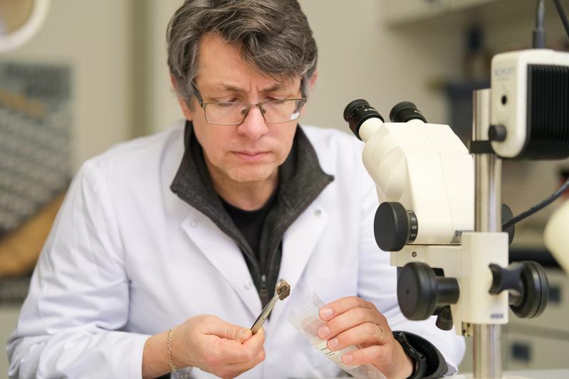 Dr John Meadows examines the petrous bone of a prehistoric man before it is prepared for isotope measurement.