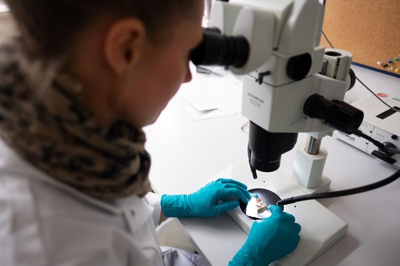 Before the actual isotope measurement can take place, the bone or tooth samples undergo mechanical and physical processing steps, among other things.