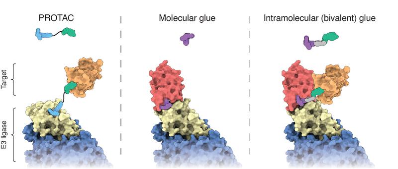 Schematische Darstellung der unterschiedlichen Formen der molekularen Erkennung mit traditionellen molekularen Klebern und bivalenten PROTACs im Vergleich zu intramolekular bivalenten Klebern, wie sie in dieser Arbeit dargestellt werden