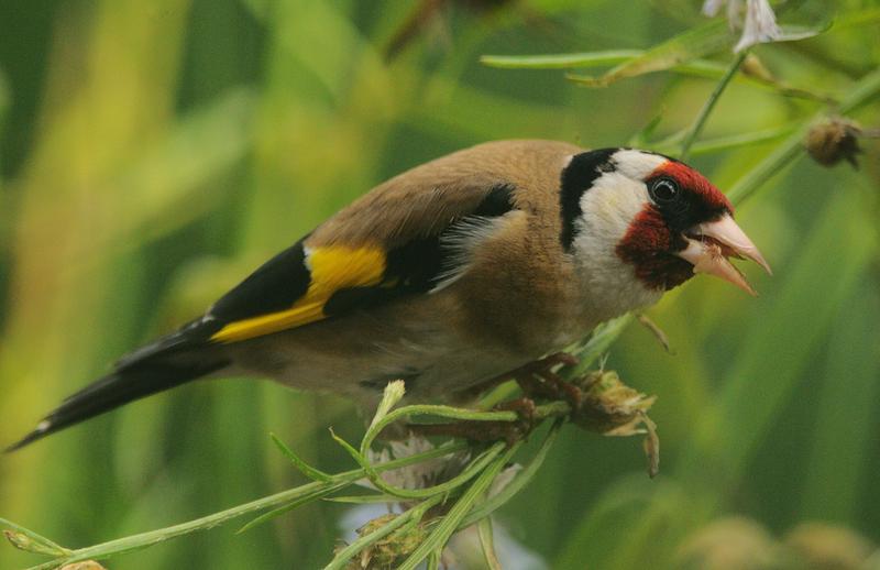 Von illegalem Wildtierhandel sind auch heimische Singvögel wie der Stieglitz betroffen: Er wird hierzulande gejagt und illegal gehandelt.
