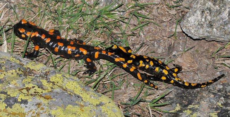 Zunächst startet FOGS mit europäischen Wirbeltierarten wie dem Feuersalamander, die für den illegalen Handel relevant sind. 