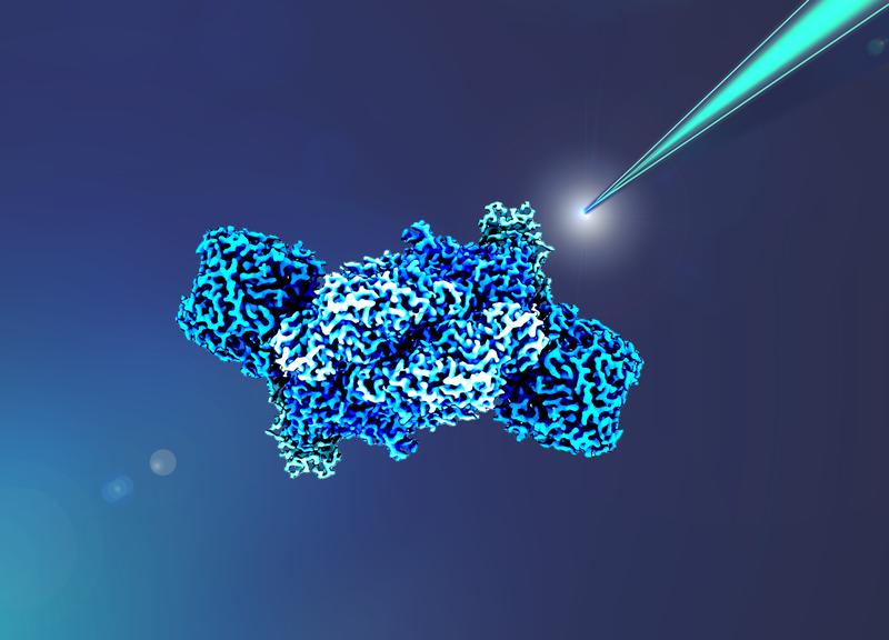 Forschende um Max-Planck-Forscher Johannes Rebelein klärten auf, welche Proteine für die Elektronenversorgung des Biokatalysators Fe-Nitrogenase sind. Ihre Ergebnisse öffnen neue Ansätze für die nachhaltige Produktion von Düngemitteln.