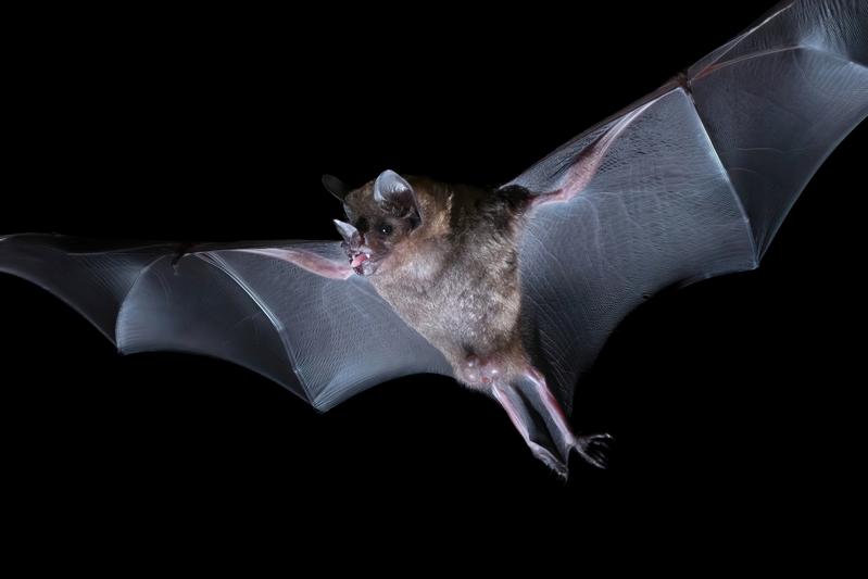 Seba’s short-tailed bat (Carollia perspicillata) filters out important signals from ambient sound and distinguishes between echolocation and communication calls.