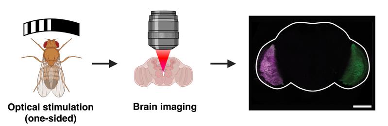 Clearly visible, fast, later analysis possible: color-coded cell activity in a fly brain.