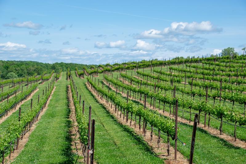 Für den Weinbau sind die Leistungen der Natur essentiell. Konzepte wie das Terroir und entsprechende Herkunftssiegel schaffen Bewusstsein für die Anbauregion.