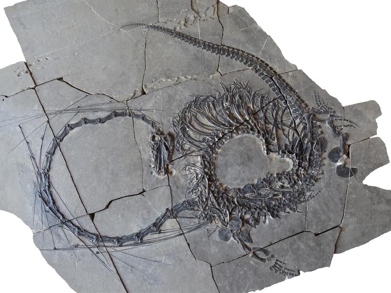Dinocephalosaurus fossil (Institute of Vertebrate Paleontology and Paleoanthropology, Chinese Academy of Sciences, Beijing).