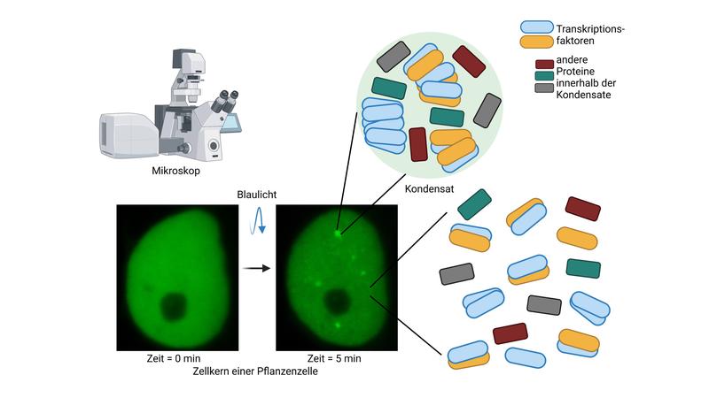 Pflanzen benötigen zur Eisenaufnahme spezielle Transkriptionsfaktoren und Licht. Werden sie mit blauem Licht bestrahlt, akkumulieren die Transkriptionsfaktoren in biomolekularen Kondensaten im Zellkern, die als molekulare Schaltstellen dienen können.