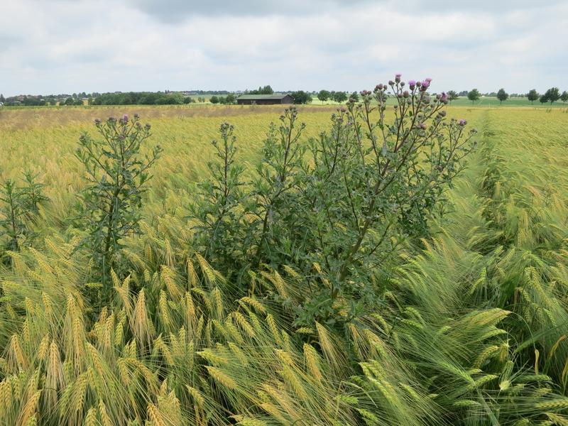 Blühende Ackerkratzdistel (Cirsium arvense) in Getreidebestand. 