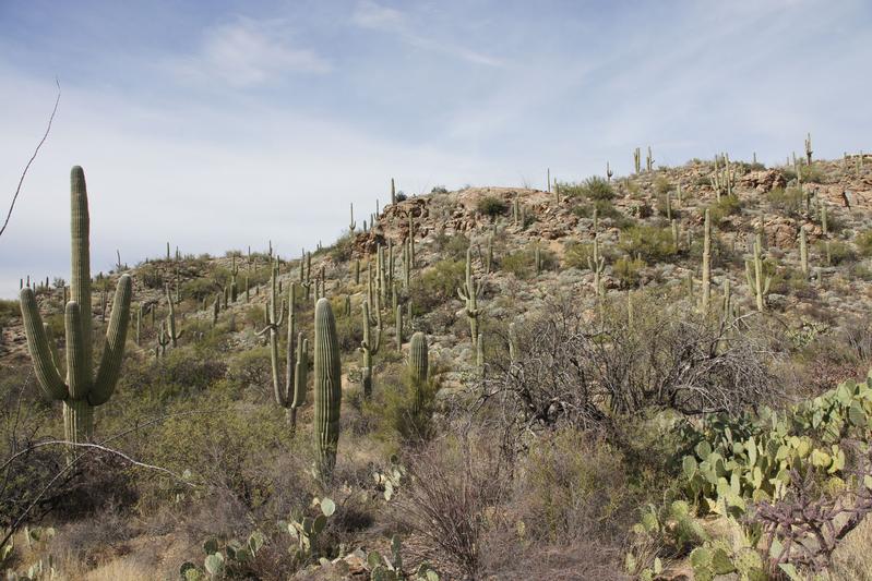 Deserts like the one in Saguaro National Park continue to spread due to climate change.