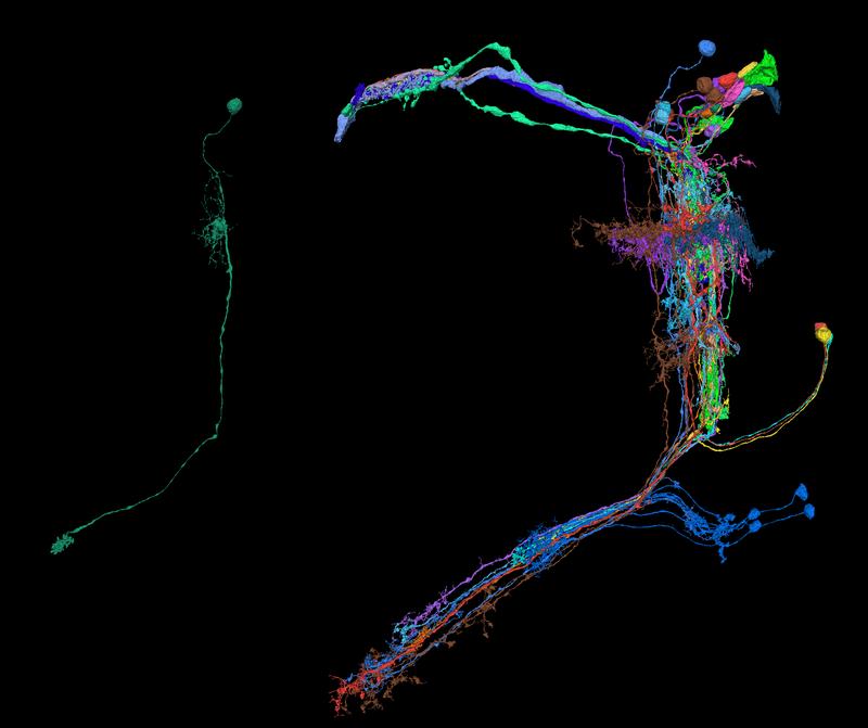 Eine Tm9-Zelle isoliert dargestellt (l.) sowie mit allen präsynaptischen Neuronen, die mithilfe von FlyWire.ai rekonstruierten wurden (r.).
