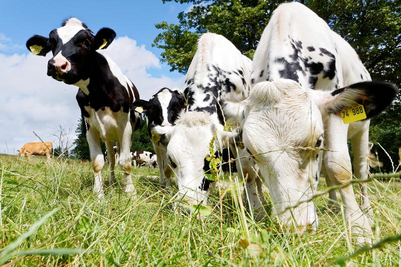 Lösungen für das Kälberproblem: Strategien, wie Kälber aus ökologischer Milchviehhaltung unter ethischen und ökonomischen Aspekten Wertschätzung erfahren können, erarbeitetet das Projekt „WertKalb“ unter Leitung der Universität Hohenheim.