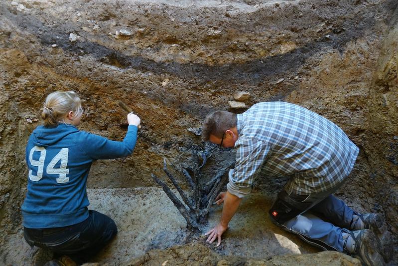 Freilegung der Holzpfähle (pila fossata)