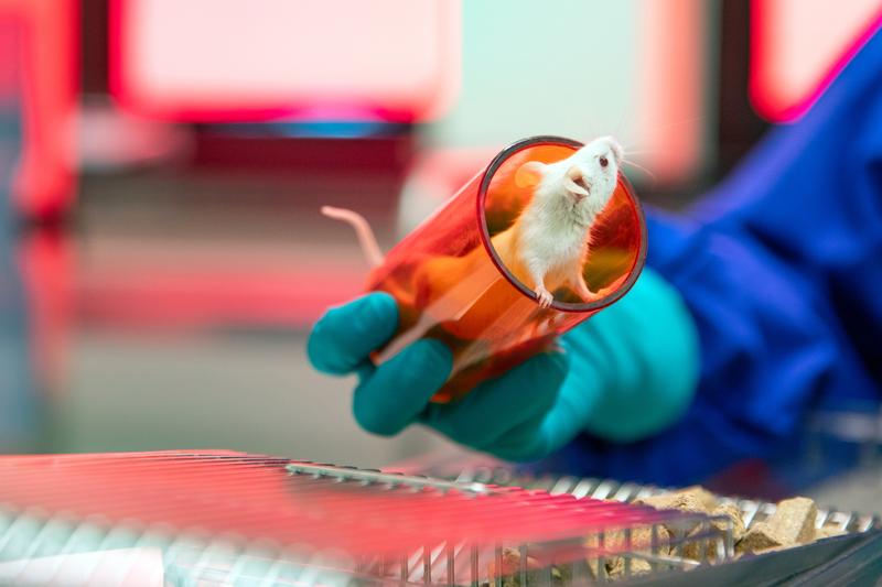 Feels at home in the transfer tube: a mouse from the Institute of Laboratory Animal Science. 