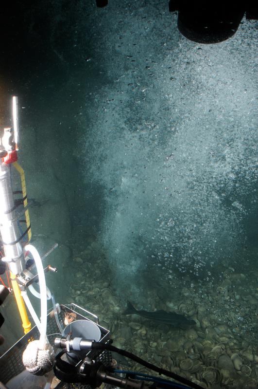 Methangasquelle am Nordseeboden. Mit hohem Druck steigt Methangas auf. Die Quelle zieht auch Seelachse an.
