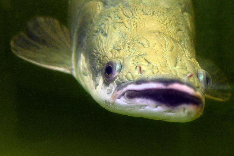 Der Arapaima lebt im Amazonas und gehört zu den größten Süßwasserfischen der Welt.