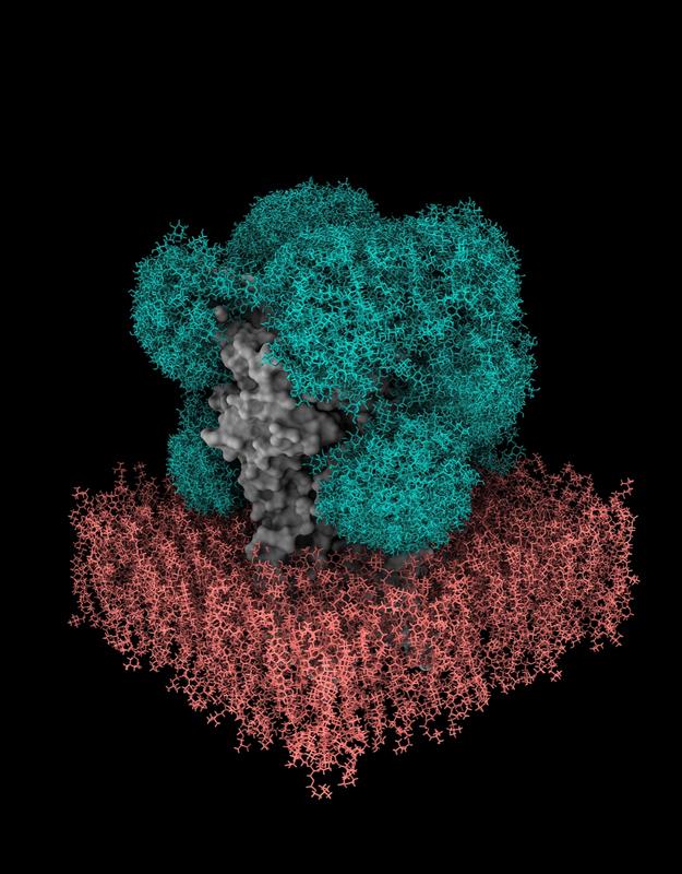 Modell des Zuckerschilds (grün) auf dem GABAA-Rezeptor (grau) in einer Membran (rot), erstellt von GlycoSHIELD.