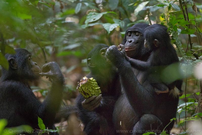 Bonobos teilen eine Annona-Frucht.