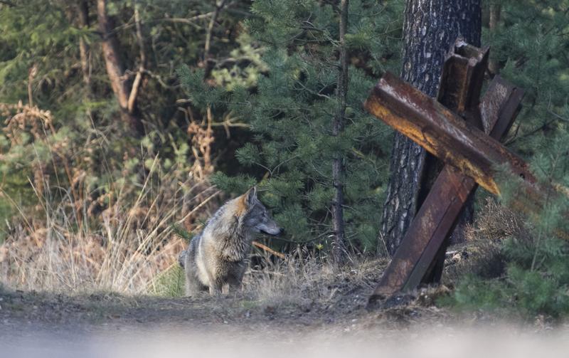 Wölfe (Canis lupus) sind für ihre weite Wanderungen bekannt. Nun wurde eine Distanz über 1.190 Kilometer Luftlinie zwischen Deutschland und Nordspanien nachgewiesen. 