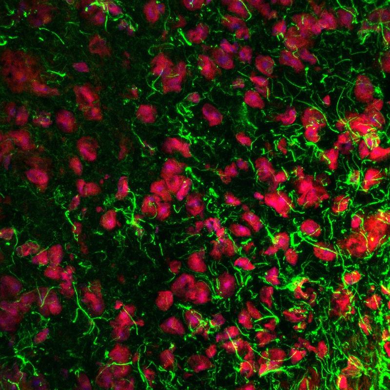 Unter dem Mikroskop zeigt sich die enge Verbindung von Astrozyten-Fortsätzen (grün) mit Nervenzellen (rot) im Rückenmark der Maus. 