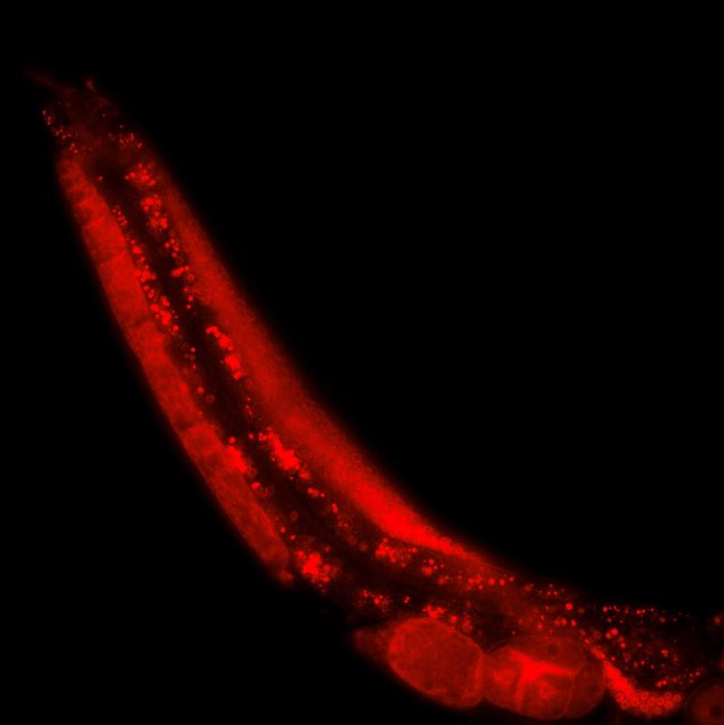 Mikroskopische Fluoreszenzaufnahme eines C.tropicalis-Wurms.