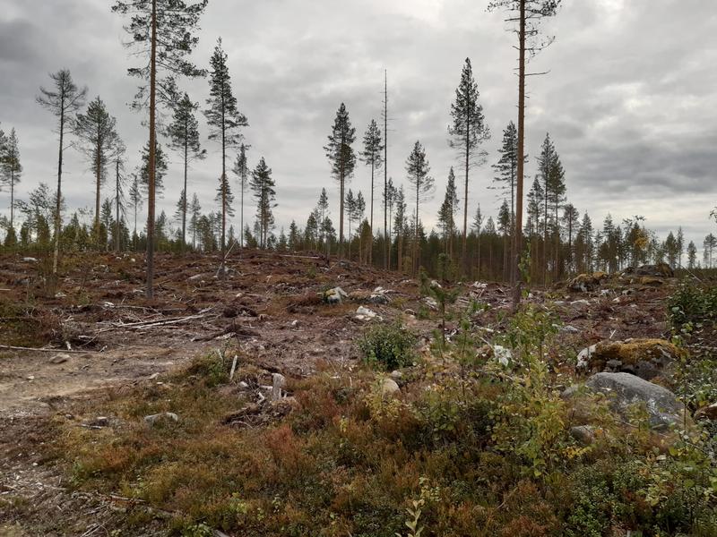Stürme, Trockenheit und Schädlingsbefall sorgen für Waldschäden im Harz