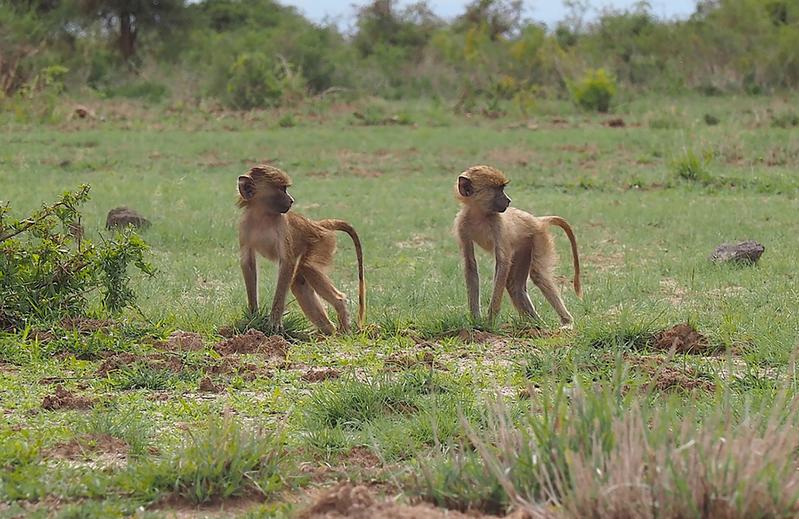Junge Paviane im Amboseli-Nationalpark in Kenia. Die Forschenden betrachteten DNA-Methylierungsdaten im Kontext von Daten zur Ökologie, zum Verhalten und zu den Lebensverläufen der Tiere.