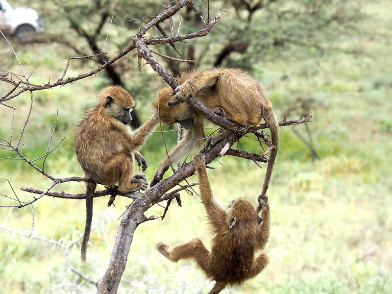Junge Paviane beim Spielen. Seit über 50 Jahren sammeln Forschende Daten über das Verhalten freilebender Paviane im Amboseli-Ökosystem in Kenia.