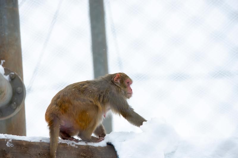 Ein Rhesusaffe in der Tierhaltung des Deutschen Primatenzentrums streckt die Hand nach dem Schnee aus, eine natürliche Handlung, die derjenigen der Affen im Experiment ähnelt, die nach den Futterpellets greifen.