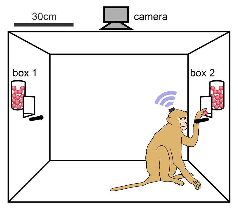 A rhesus monkey retrieves food pellets from a food box in an experimental room.