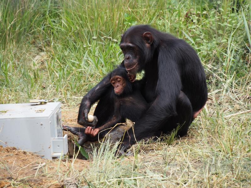 Eine Rätselbox mit Erdnüssen stellte zwei Schimpansengruppen in Sambia vor eine große Herausforderung.