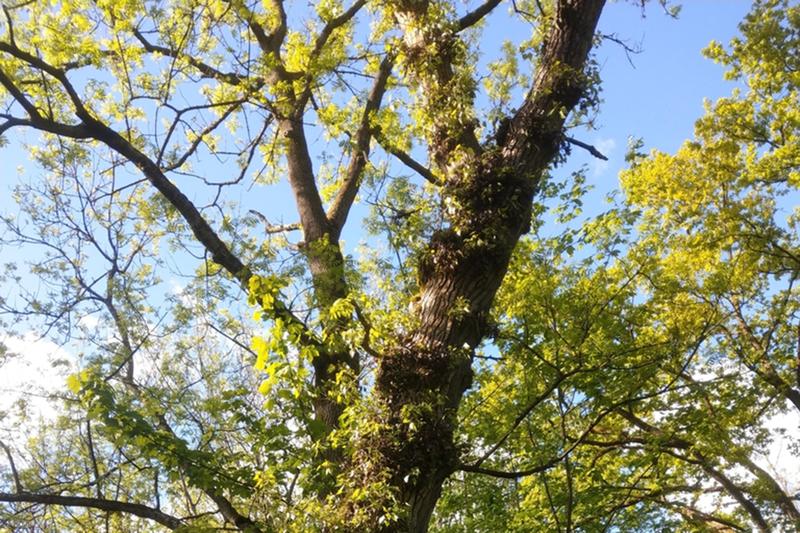 Schwarzpappel (Populus nigra) in den Isarauen