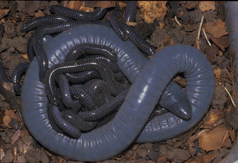 A female of the Brazilian caecilian amphibian Siphonops annulatus with its young in the nest.
