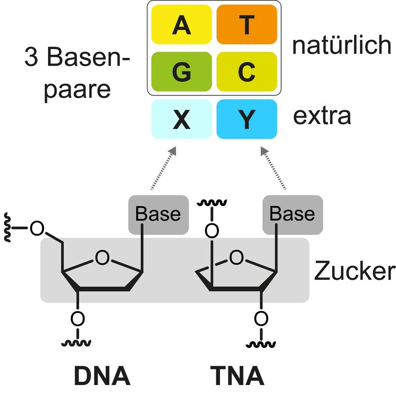 Strukturvergleich der DNA und der künstlichen TNA, einer Xenonukleinsäure mit den natürlichen Basenpaaren AT und GC und einem zusätzliches Basenpaar (XY).