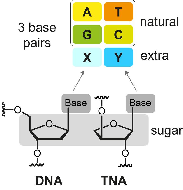 Structural comparison of DNA and the artificial TNA, a Xeno nucleic acid with the natural base pairs AT and GC and an additional base pair (XY). 