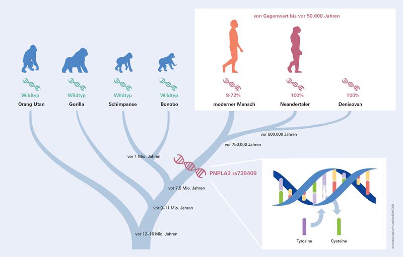 Vorhandensein der PNPLA3 rs738409-Genvariante bei modernen und archaischen Menschen, wobei die großen Menschenaffen die ursprüngliche Variante, den Wildtyp tragen. 