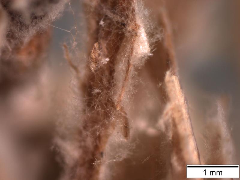 Myzel des Pilzes Ganoderma resinaceum auf natürlichem Substrat aus locker zusammenliegenden Strohpartikeln von durchschnittlich 2 cm Länge.