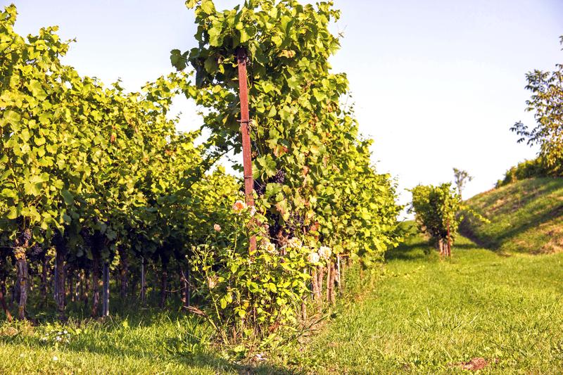 Mit pilzwiderstandsfähigen Rebsorten lassen sich bis zu achtzig Prozent der eingesezten Pflanzenschutzmittel im Weinbau einsparen. 