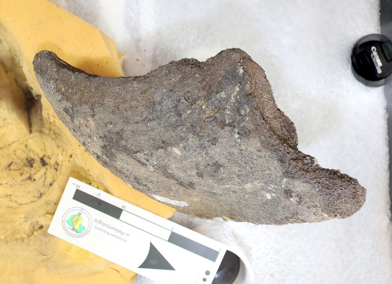 Der Holotyp der neu entdeckten Riesenschildkröte: ein massiver Unterkieferteil. 