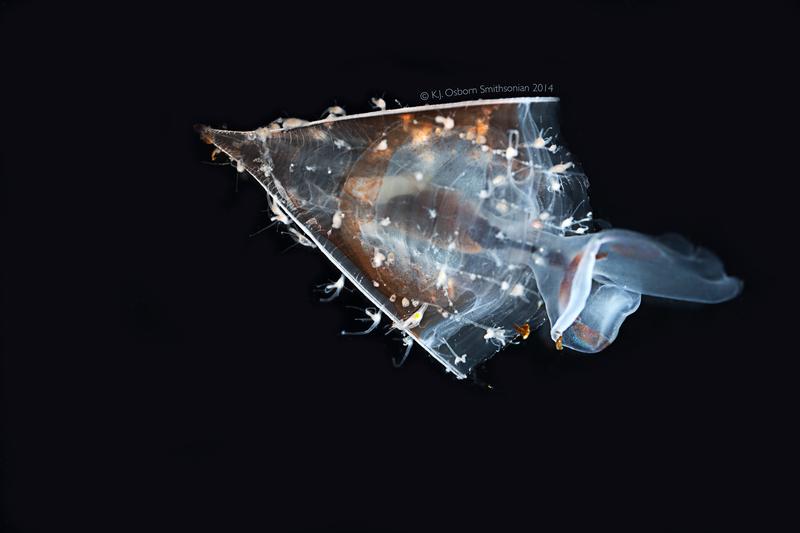 Gemeinsam mit anderem Plankton fliegt der Gewellte Seeschmetterling (Clio recurva) durch die Ozeane, geschützt von seiner einzigartigen transparenten Schale. Wie sie gebildet wird, kann eine Genomanalyse zeigen.