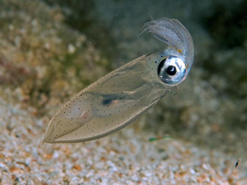 Genomic information on the Atlantic Brief Squid (Lolliguncula brevis) is helping to understand its extreme adaptability to different temperatures, salinities, and oxygen levels in the oceans.