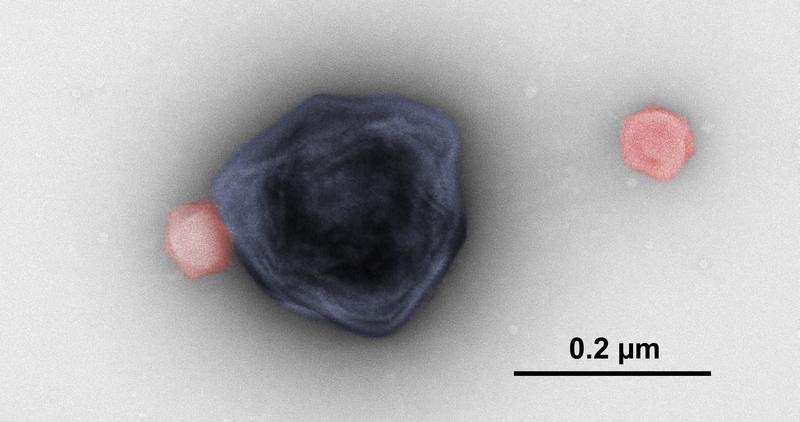 Viruses as protectors: This electron micrograph shows a particle of the giant CroV virus (stained blue) next to two virophage particles (stained red).