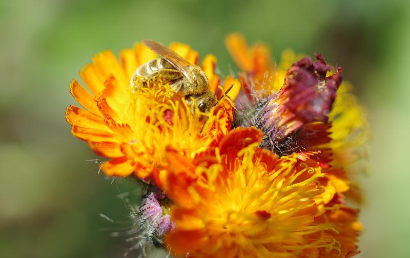 Dichtpunktierte Goldfurchenbiene (Halictus subauratus) an Habichtskraut.