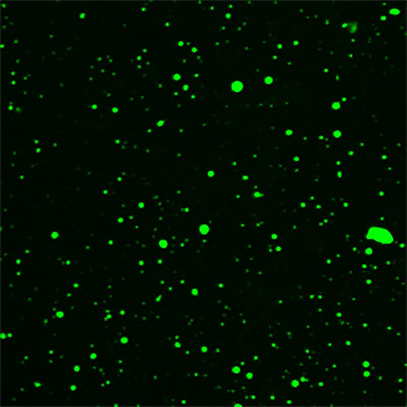 Substrat-induzierte Tröpfchenbildung einer pflanzlichen TIR-Domäne in vitro. Das TIR-Domänenprotein RPP1 wurde mit dem fluoreszierenden GFP verbunden, um die Tröpfchenbildung nach Zugabe von NAD+ oder ATP fluoreszenzmikroskopisch sichtbar zu machen.