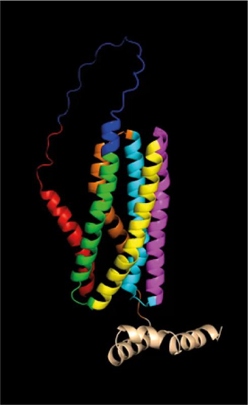 Modell: Die gefaltete Struktur des Vorläuferproteins Ece1