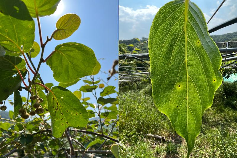 Disease symptoms of Pseudomonas syringae on kiwi vine leaves observed in the field