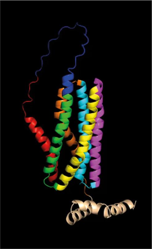 The folded structure of the precursor protein Ece1. The peptide sequence P3, shown in green in the model, shows the toxin Candidalysin of the yeast Candida albicans.