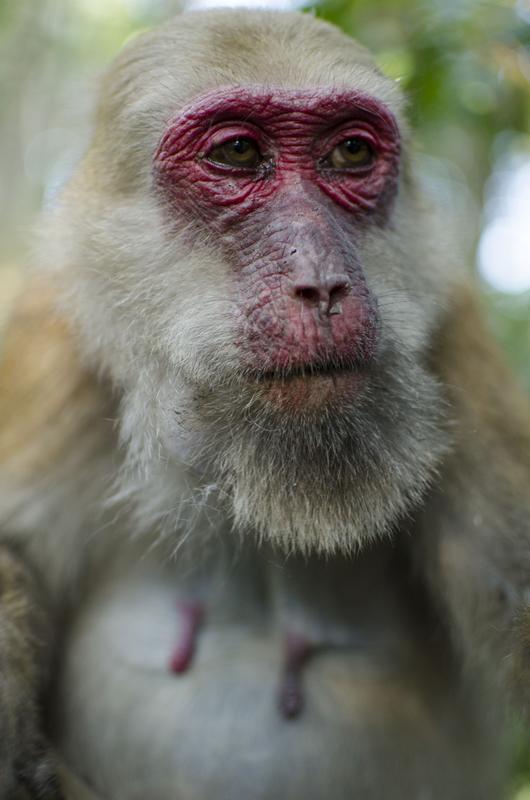 Portrait eines alten Assammakakenweibchens in der Nähe der DPZ-Forschungsstation Phu Khieo Wildlife Sanctuary. 
