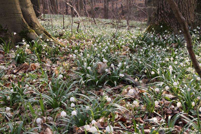 Spring snowflakes at Isserstedt, Thuringa, Germany